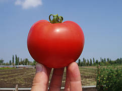 Насіння Томату Багіра F1/Bagira F1 5 грамів Clause 