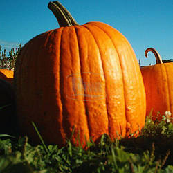 Гарбуз Атлантик Джайант 5н (Рива Трейд)