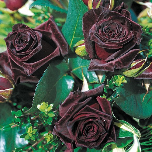 Саженцы розы Блек Баккара (Black Baccara) - фото 2 - id-p558746216