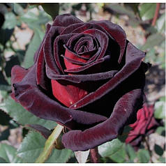 Троянди чайно-гібридна Блек Баккара (Black Baccara)