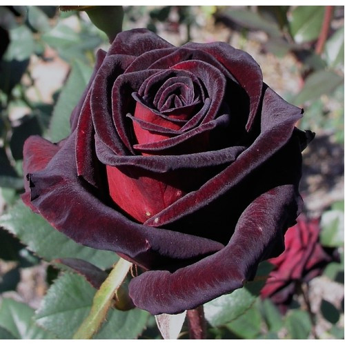 Саженцы розы Блек Баккара (Black Baccara) - фото 1 - id-p558746216