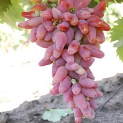 Саджанці винограду рожевого "Оригінал" 2-х річний.