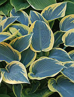 Хоста Фирст Фрост \ Hosta First Frost ( саженцы 1.4л )