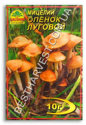 Міцелій «Опеньок Луговий» 10 г, фото 1