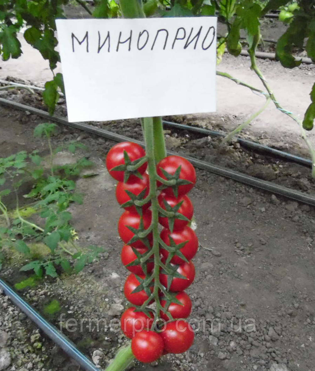 Насіння томата Мінопріо F1/Minoprio F1 250 насіння Clause