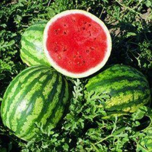 Насіння кавуна Кримсон Світ, 500 г — середньопізній, Innova Seeds, фото 1