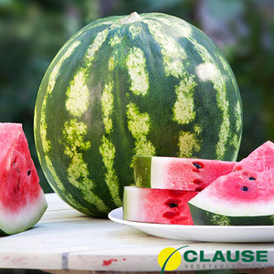 Кавун Кримсон Світить насіння/Clause (10 кг) — середньоранній сорт з округлими смугастими плодами