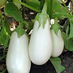Насіння баклажана Бібо F1 1000 насінин /Seminis — дуже ранній з унікальною білим забарвленням плодів