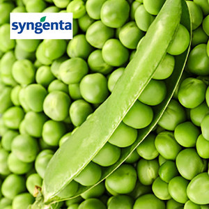 Насіння гороху Дакота (Syngenta) 100000 насіння/100 тис. сем — (50 днів), крупнозернистий, овочевий