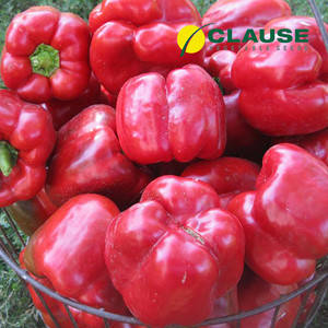 Насіння солодкого перцю «Геркулес F1» 5 г, фото 1