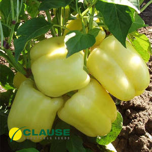 Насіння перцю Микита F1, 50 насіння — раннє (70 днів), кубоподібний, червоний, солодкий, дійсний до 09.24, УЦІНКА, фото 2