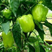 Насіння перцю Турбін F1 (Бейо/Bejo/Агропак+) 10 насінин — середньо-ранній (80 днів), кубоподібний, жовтий, солодкий, фото 3