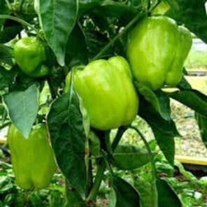 Насіння перцю Турбін F1 (Бейо/Bejo/Агропак+) 50 насінин — середньо-ранній (80 днів), кубоподібний, жовтий, солодкий, фото 2