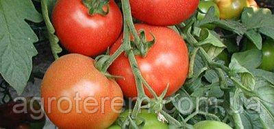 Семена томата Белле F1 (Belle F1) 500 с(Беле) - фото 8 - id-p14862426
