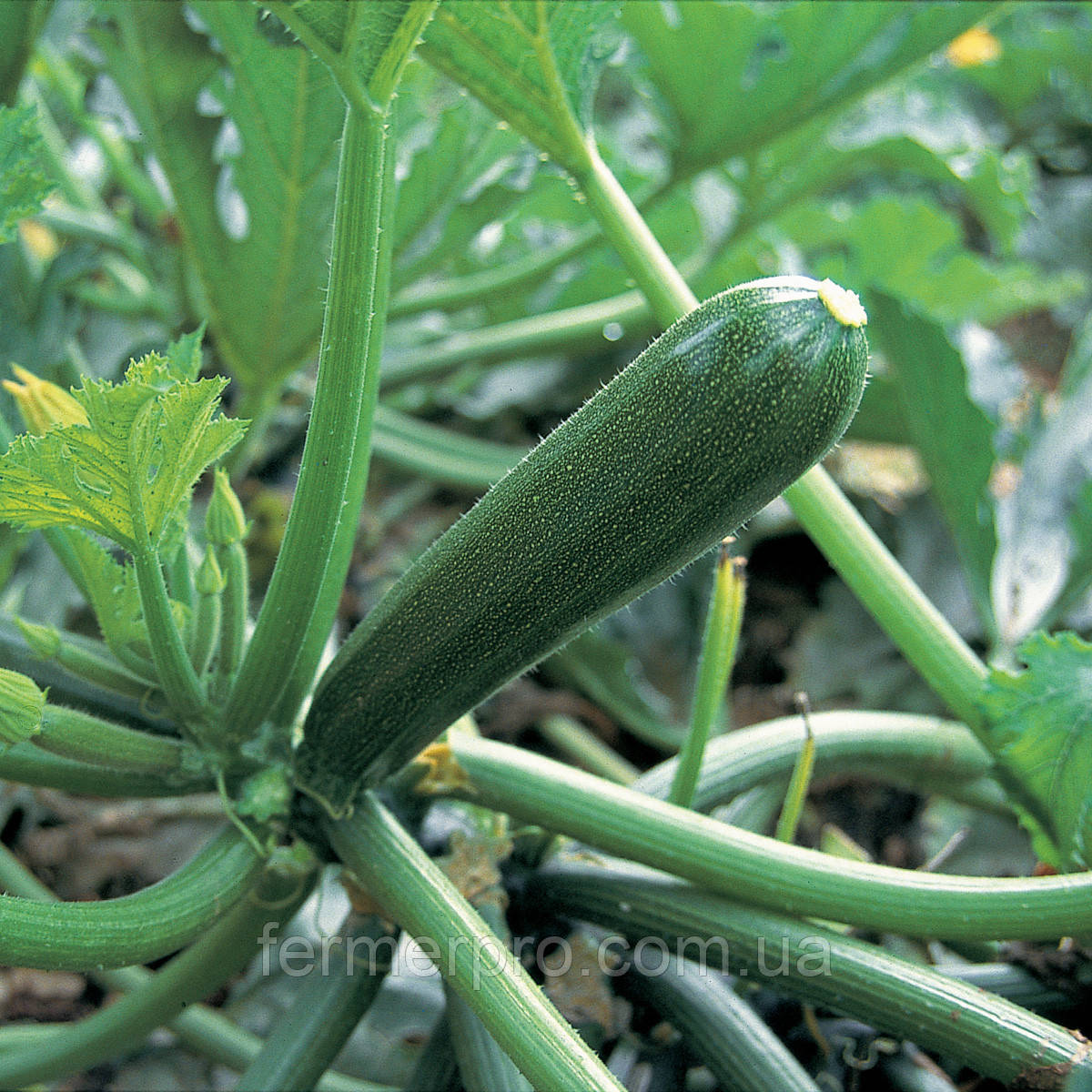 Насіння кабачка Кора F1/Kora F1 500 насіння Clause, фото 1