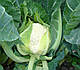 Насіння кольорової капусти Наутілус F1/autilus F1 2500 насіння Clause, фото 3