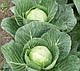 Насіння капусти Сір F1/Sir F 2500 насіння Clause, фото 2