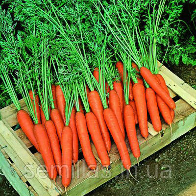 Насіння моркви Престо F1 (Presto F1), 25000 шт. (1,8-2,0 мм)
