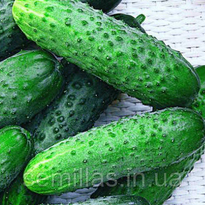 Насіння огірка Мирабелл F1 (Mirabelle F1) 250 шт., партенокарпічного (самоопыляемого), Seminis