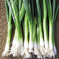 Насіння цибулі Байа верде (Baja verde) 100000 шт., на перо