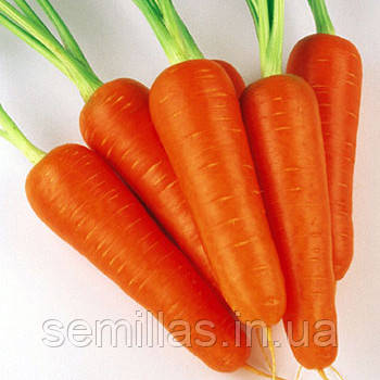Насіння моркви Абако F1 (Abaco F1) 200000 шт. (1.8-2.0 мм)