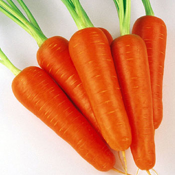 Насіння моркви Абако F1 (Abaco F1) 200000 шт. (1.8-2.0 мм)