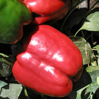 Семена перца Красный рыцарь F1 (Red knight F1) 500 шт., красного сладкого