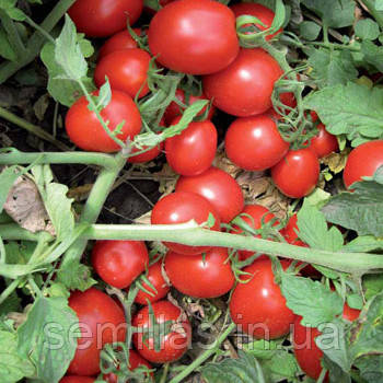 Насіння томату Перфектпіл F1 (Perfectpeel F1) 25000 шт., для переробки