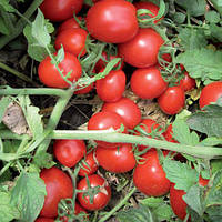 Насіння томату Перфектпіл F1 (Perfectpeel F1) 1000 шт., для переробки