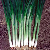 Насіння цибулі Грін Банер (Green Banner) 100000 шт., на перо