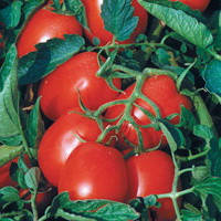 Насіння томату Астерікс F1 (Asterix F1) 2500 шт., для переробки