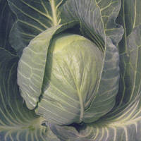 Насіння капусти Кастелло F1 (Castello F1), 2500 шт., білокачанної середньої