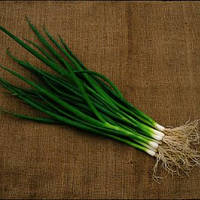 Насіння цибулі на перо Савел (Savel), 50000 нас.