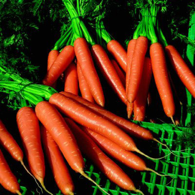 Насіння моркви Волкано F1 (Volcano F1), 100000 шт.
