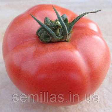 Насіння томату Пінк Клер F1 (Pink Clear F1), 500 шт., рожевого індетермінантного (високорослого)