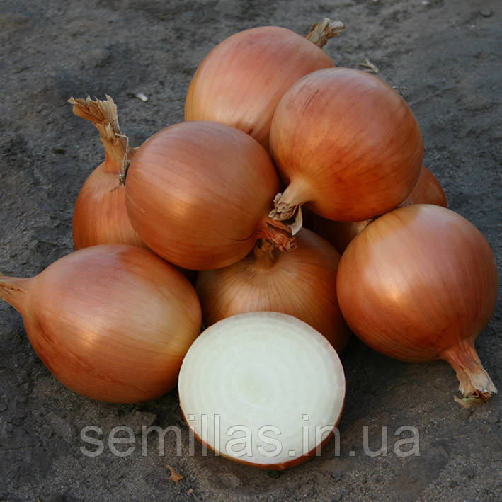 Насіння цибулі Універсо F1 (Universo F1), 100000 шт., ріпчастої