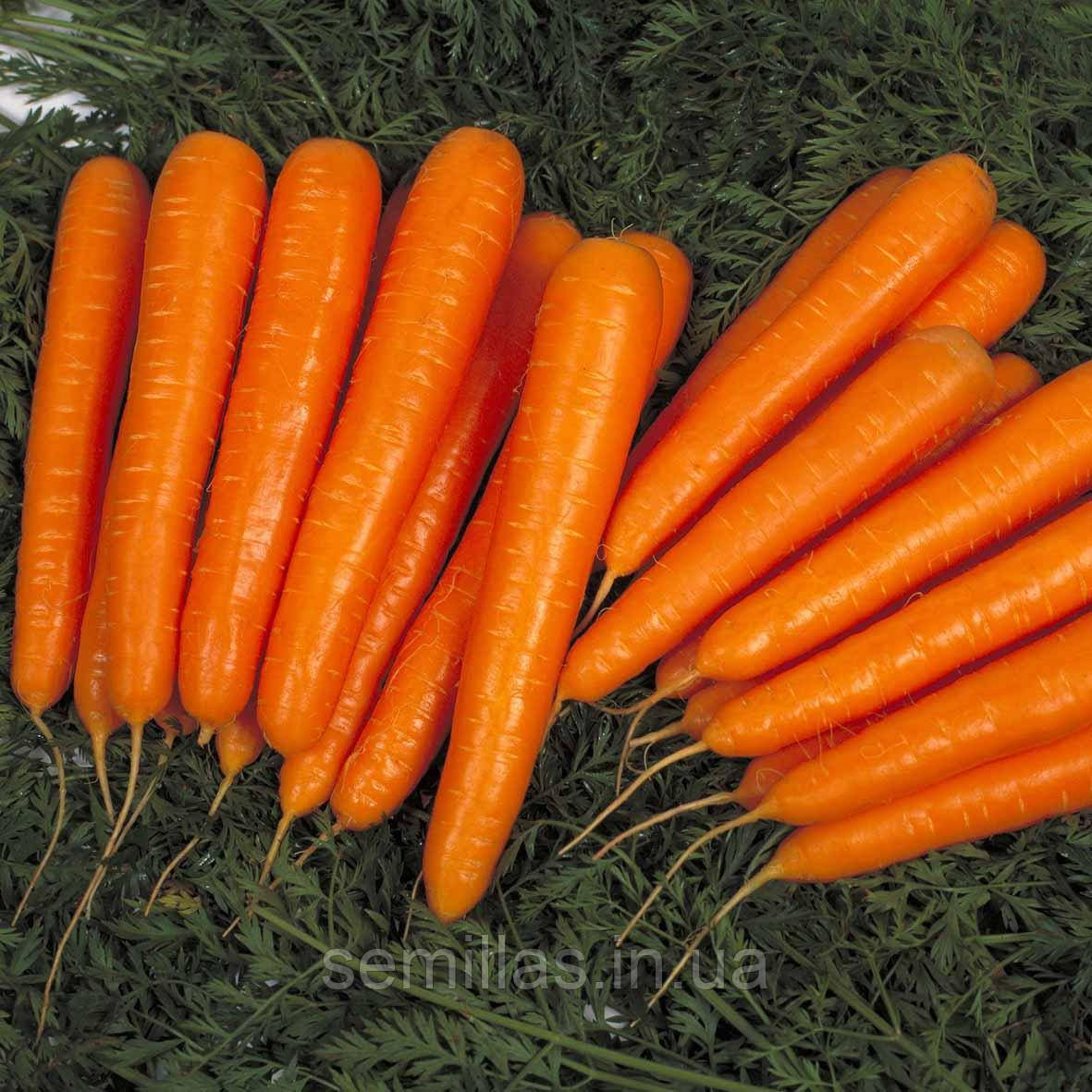 Насіння моркви Лагуна F1 (Laguna F1), 25000 шт. (1,8-2,0 мм)