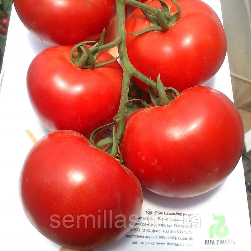 Насіння томату Махитос F1 (Mahitos 73-407 RZ F), 100 шт., червоного індетермінантного (високорослого)
