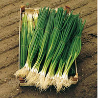 Насіння цибулі Параде (Parade) 10000 шт., на перо