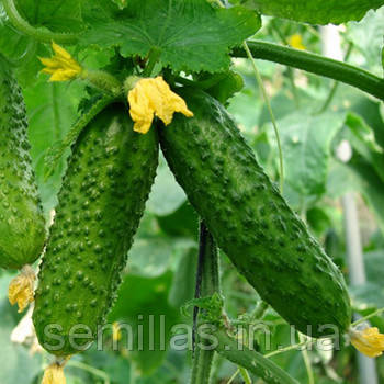 Насіння огірка Амант F1 (Amant F1) 250 шт., партенокарпічного