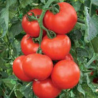 Насіння томату Абелус F1 (Abellus F1), 1000 шт., червоного індетермінантного (високорослого)