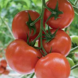 Насіння томату Беллавиза F1 (Bellavisa F1), 100 шт., червоного індетермінантного (високорослого)