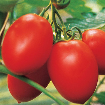 Насіння томату Колібрі F1 (Colibri F1) 1000 шт.,червоного індетермінантного (високорослого)