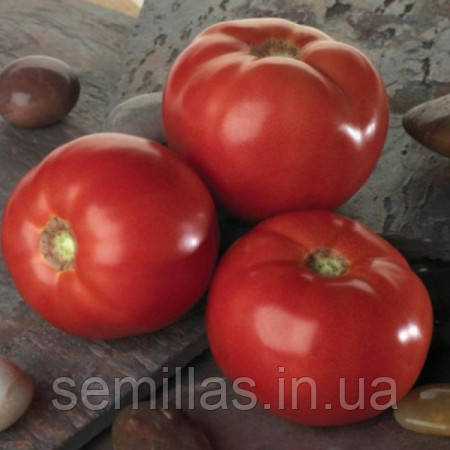 Насіння томату Белла Роса F1 (Bella Rosa F1), 1000 шт., детермінантного