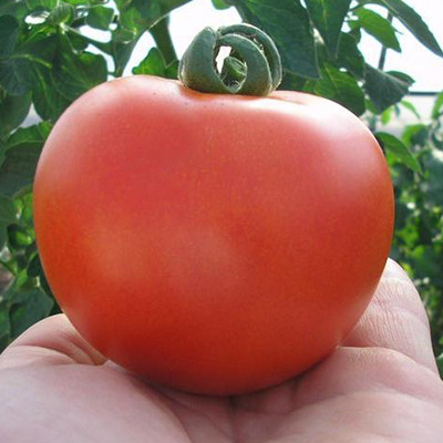 Насіння томату Кристал F1 (Crystal F1) 5 гр., червоного індетермінантного