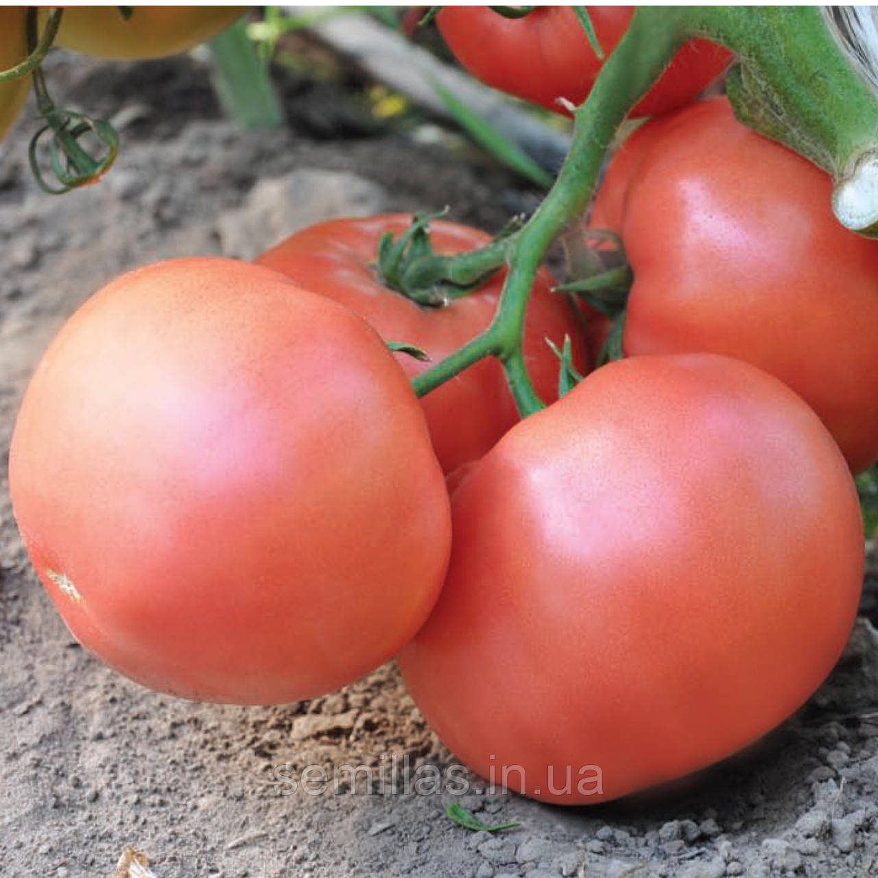 Насіння томату Эсмира F1 (Esmira F1) 100 шт., рожевого індетермінантного (високорослого)