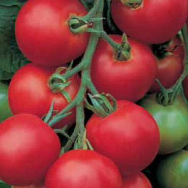 Насіння томату Толстой F1 (Tolstoy F1) 1000 шт. червоного індетермінантного