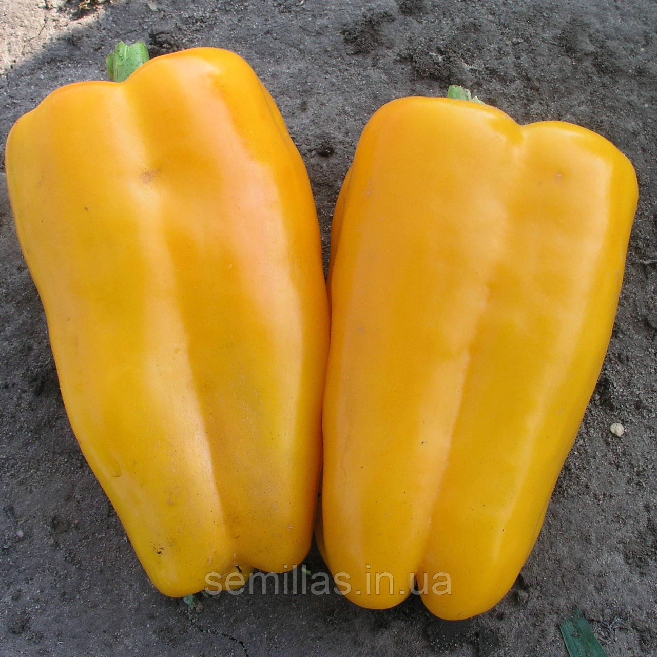 Насіння перцю Джеміні F1 (Gemini F1), 1000 шт., жовтого, солодкого