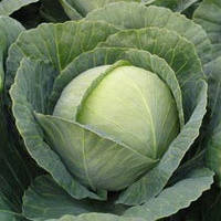Насіння капусти Томас F1 (Thomas F1) 2500 шт., білокачанної середньої