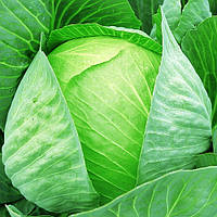 Насіння капусти Мегатон F1 (Megaton F1) 2500 шт., білокачанної середньої